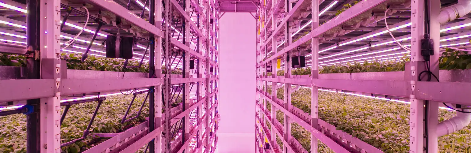 Space-saving racks of basil plants growing in vertical farm